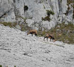 Wandern Scheffau Am Wilden Kaiser