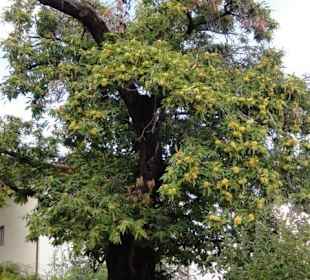 Kastanienerlebnisweg in Völlan