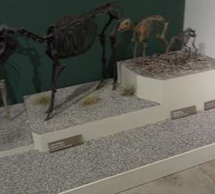 Staatliches Naturkunde Museum