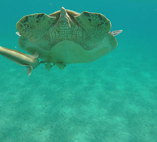 Schnorcheln Abu Dabab