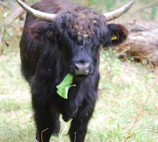 Schottische Hochlandrinder im Hutewald