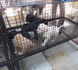 Auch lebende Tiere, nicht jedermanns Sache