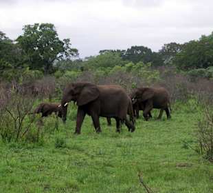 Elefanten im Hluhluwe Umfolozi Park