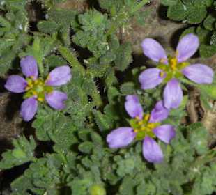 Bunte Wüste, nach Regen