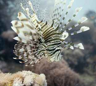 Feuerfisch am Hausriff