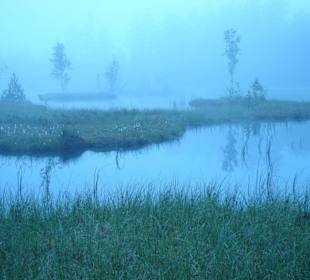 unheimliches Moor