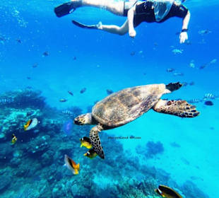 Schnorcheln mit Schildkröten mit Morgenland Reisen