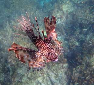 Unterwasserwelt Musandam