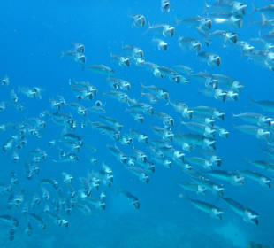 Silber schillernde Fische