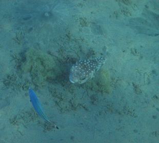 Beim Schnorcheln am Riff