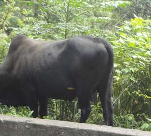 Botanical Garden Peradeniya