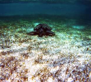 Schnorcheln Marsa Alam