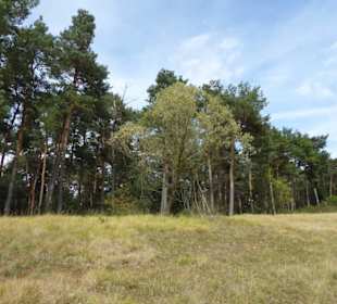  Mallertshofener Heide