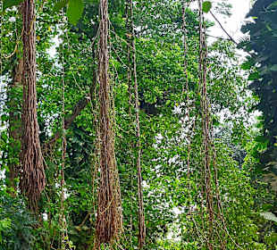 Parque Natural Obô do Príncipe