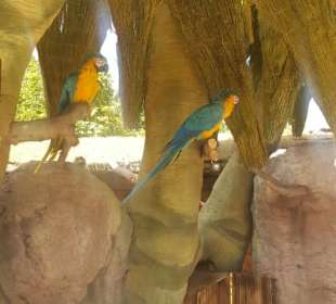 Papageien