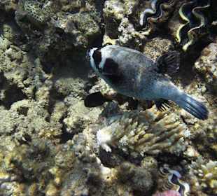 Unterwasserwelt am Sensimar Makadi Hotel