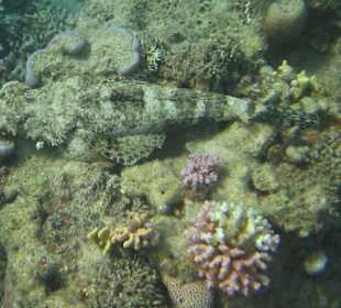 Teppich-Krokodilfisch