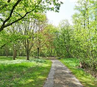 Frühling im Rhododendronpark Verden