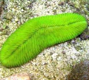Coral champiñón - Palma Aquarium