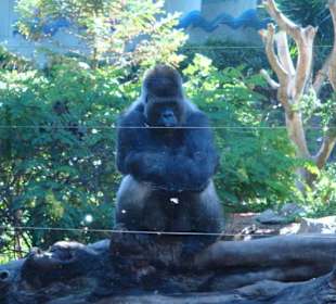 „Loro Parque" Park