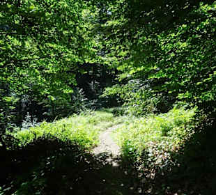 Wanderung durch die Kleine Luxemburger Schweiz