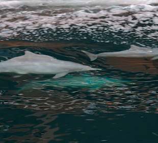 Heiko sei Dank Bilder Oman Fjord Dhaufahrt