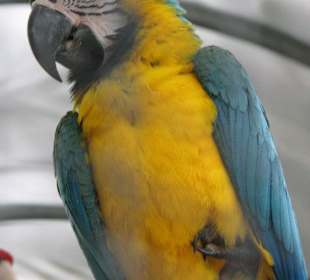 Ein Papagei im LoroParque