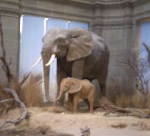 Zoologisches Forschungsmuseum Alexander Koenig
