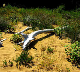 Viele Kleintiere Eidechsen usw.