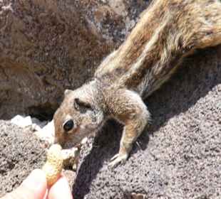 Fütterung der Streifenhörnchen