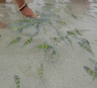 Immer noch nicht satt?