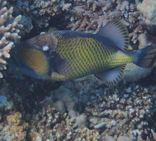 Schnorcheln Abu Dabbab