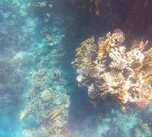 Schnorcheln Marsa Alam