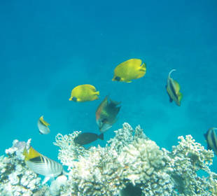 Farben, Fische, Korallen