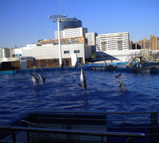 Spettacolo dei delfini