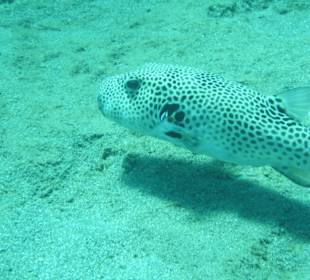 Unterwasser (Hotel Utopia Beach)