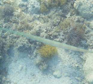 Fische
