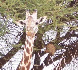 Giraffe