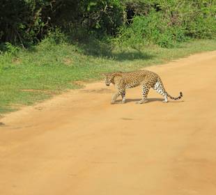 Leopard im Yala Nat. Park