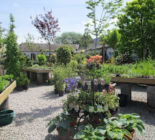 Peterhof-Pflanzen in Hanhofen