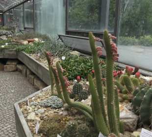 Wüstenpflanzen -  Alter Botanischer Garten
