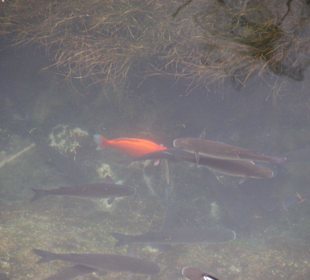 Syrakuzy