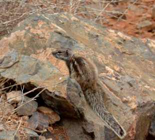 Streifenhörnchen, gut getarnt
