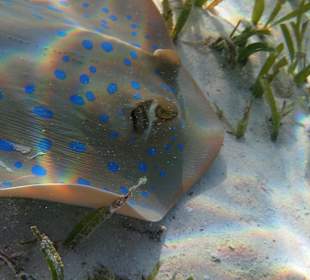 Innenriff Rochen Nahaufnahme