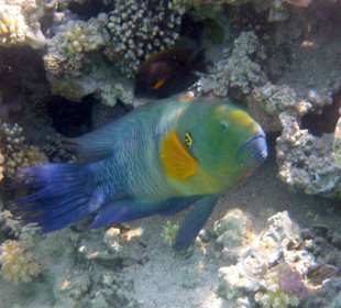 Du kommst hier net rein!