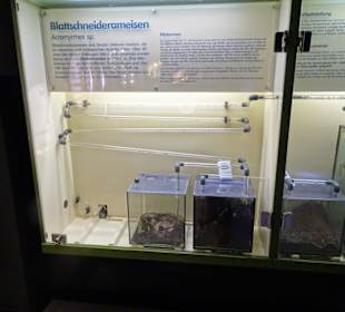 Impressionen aus dem Aquazoo Löbbecke Museum