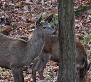 Wildwald Vosswinkel 