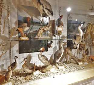 Heimische Fauna im Heimatmuseum