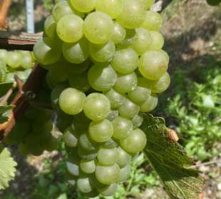 Weinbergwanderung am Johannisberg in Thüngersheim