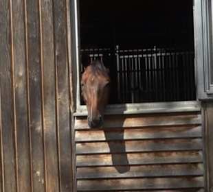 Haupt- und Landgestüt Marbach